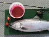 Fishing-Eggs-For-Chinook-Salmon-in-Alaska