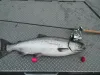 Fishing-Eggs-For-King-Salmon-in-Alaska