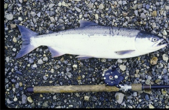 catching_sockeye_salmon