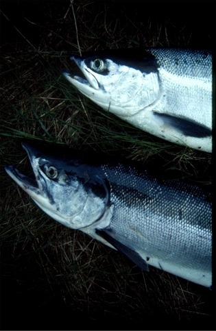 sockeye_salmon_pair
